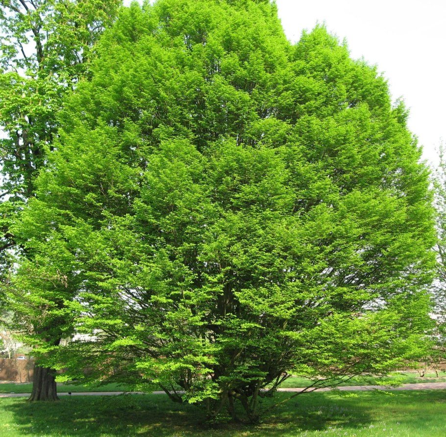 Граб обыкновенный Carpinus betulus