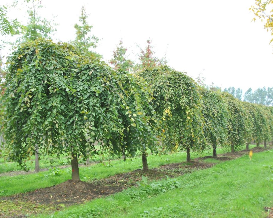 Граб обыкновенный листья