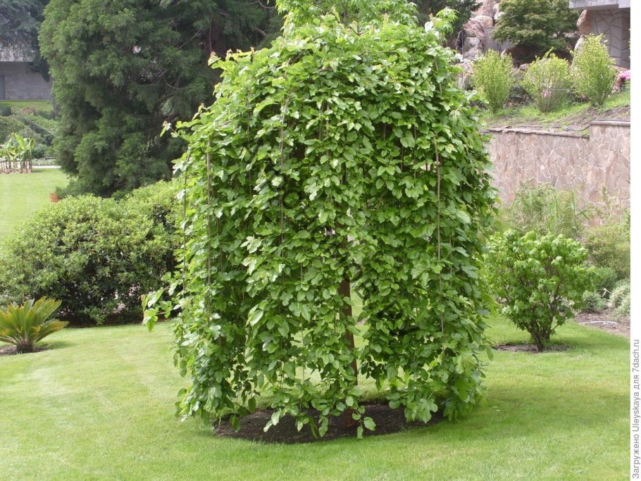 Вяз шершавый (Ulmus glabra)