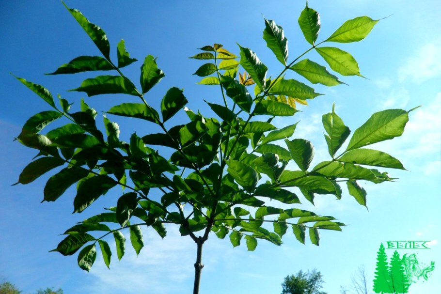 Туя Западная Фастигиата