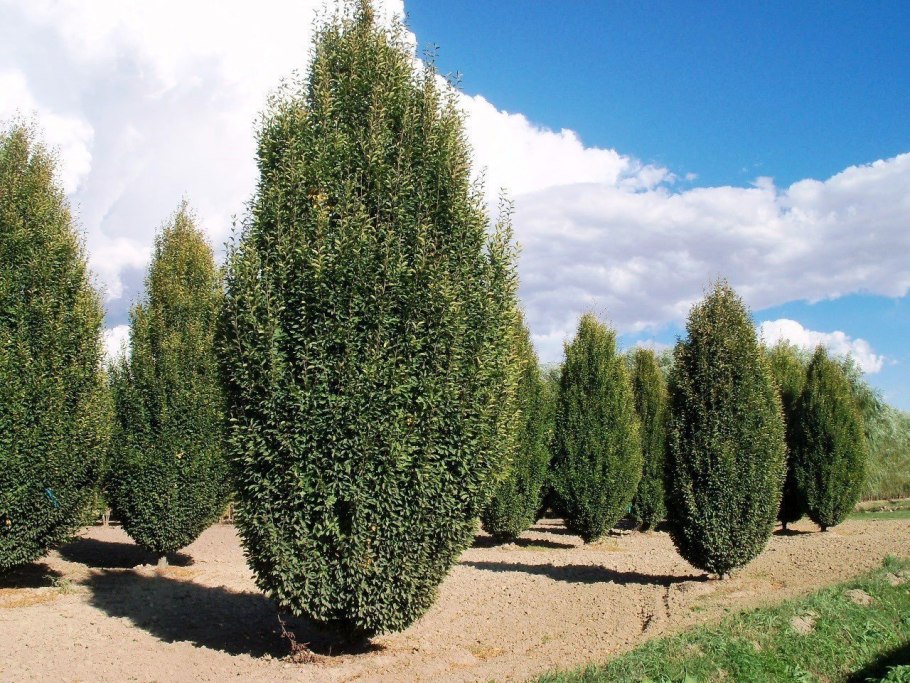 Carpinus betulus pendula