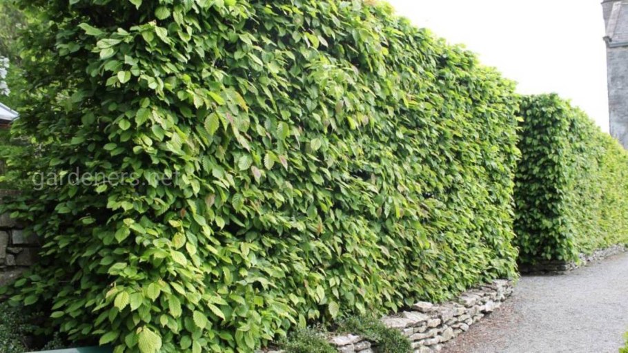 Carpinus betulus (граб обыкновенный) 'Fastigiata'