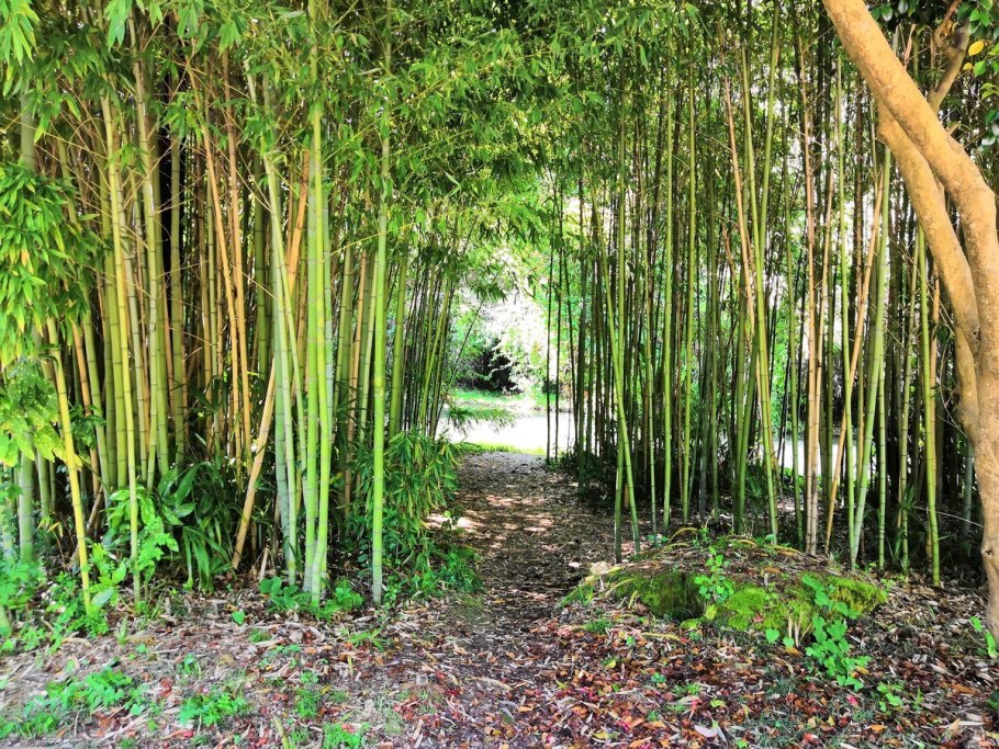 Парк Южные культуры Сочи