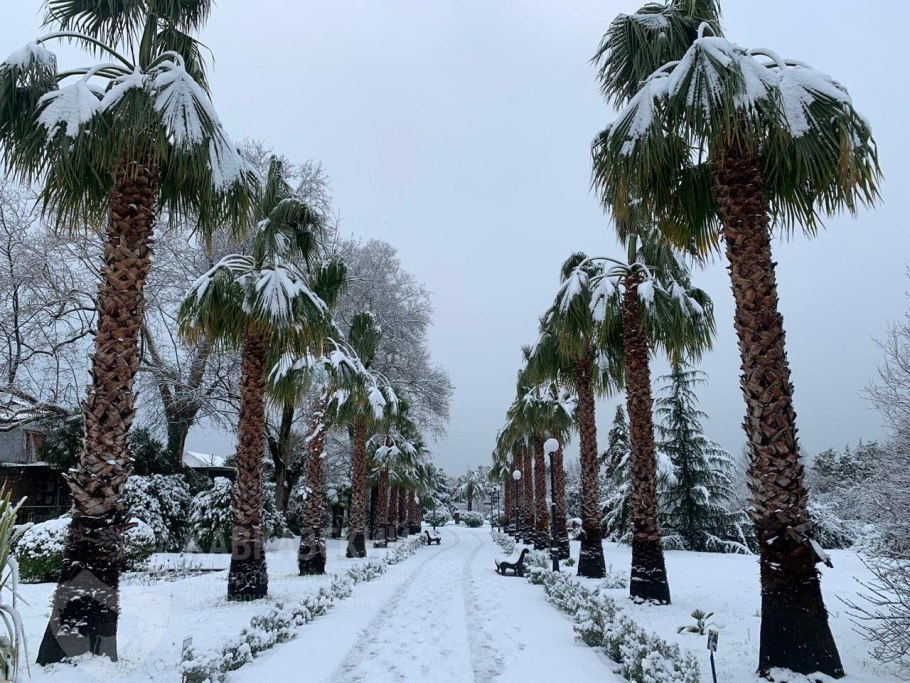 Парк Южные культуры Сочи