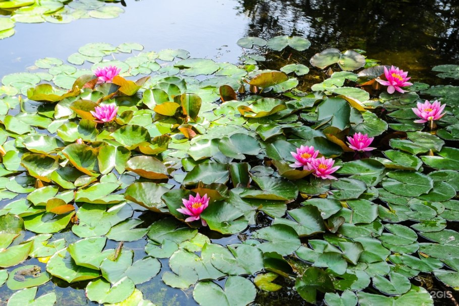 Парк Южные культуры Адлер