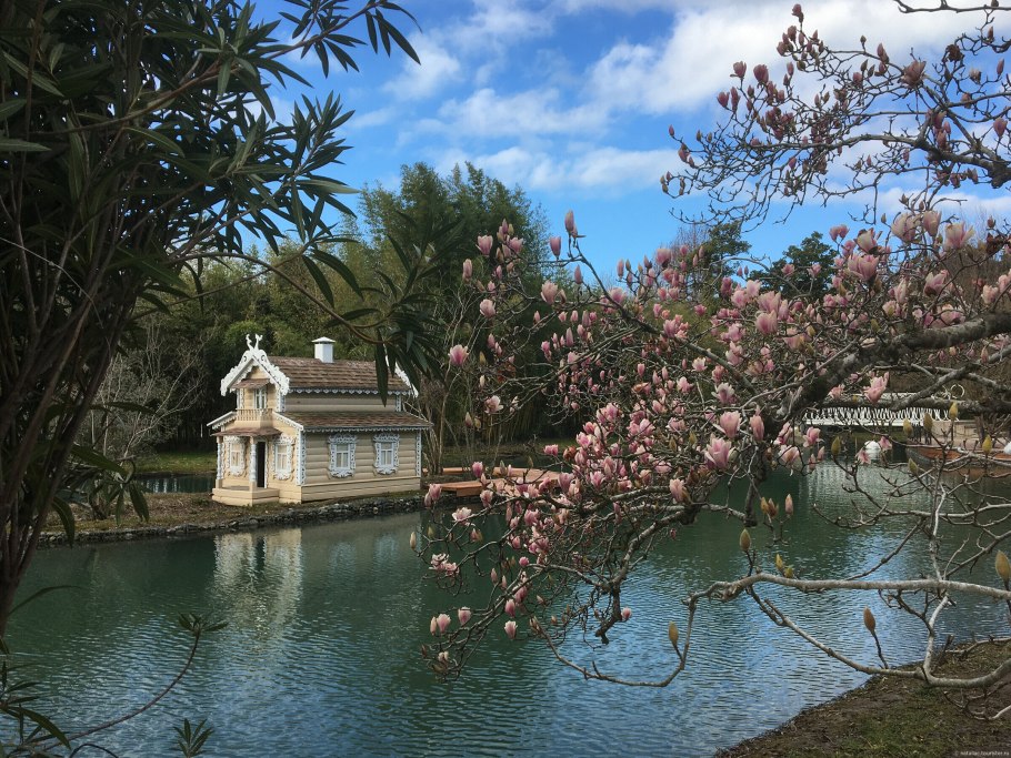 Кустарник с красными цветами в Адлере