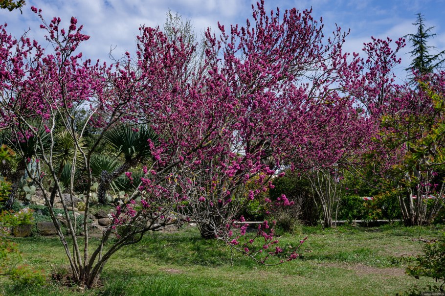 Парк южных культур в Адлере цена за вход 2022