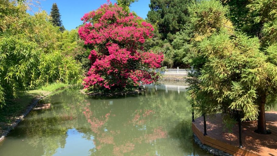 Глициния в дендрарии