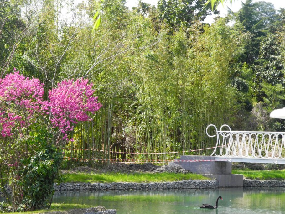 Дендропарк Южные культуры в Адлере