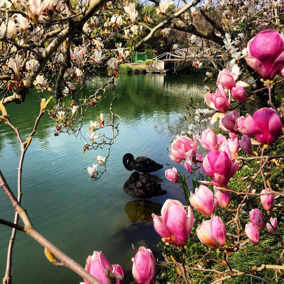 Дендропарк Южные культуры в Адлере