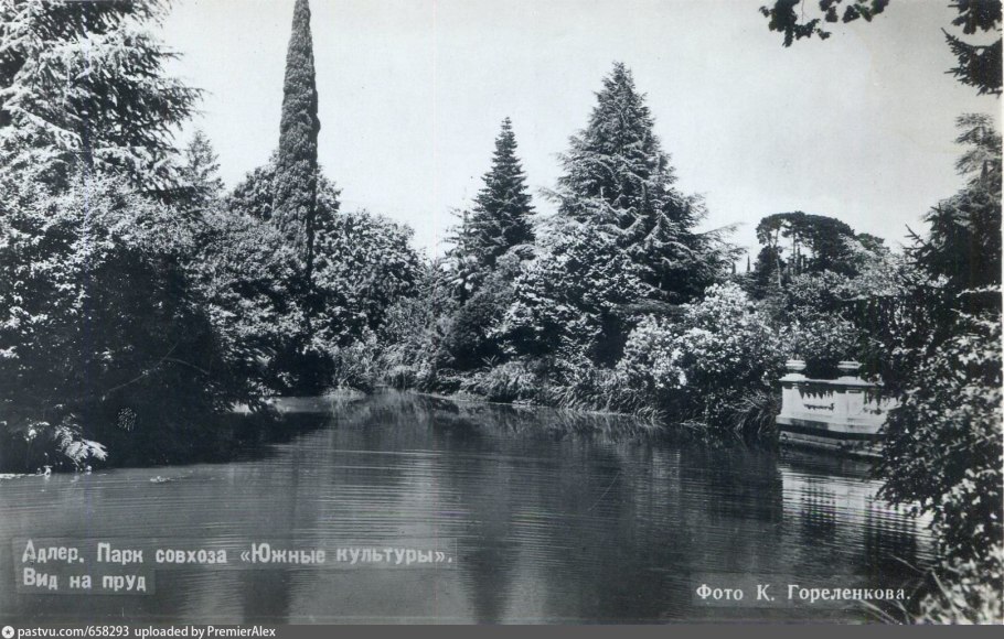 Секвойя в парке Южные культуры