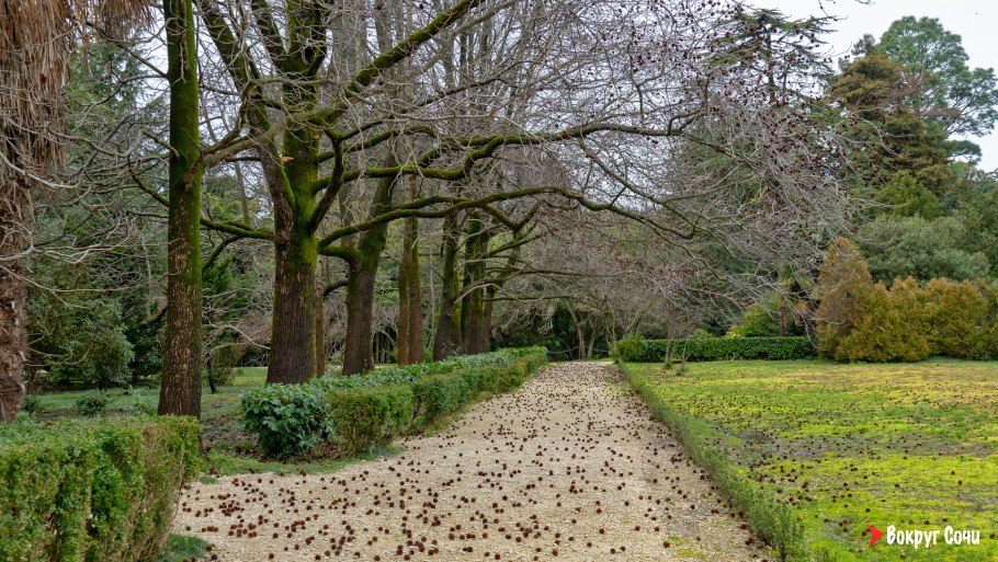 Дендрарий Адлер Южные культуры