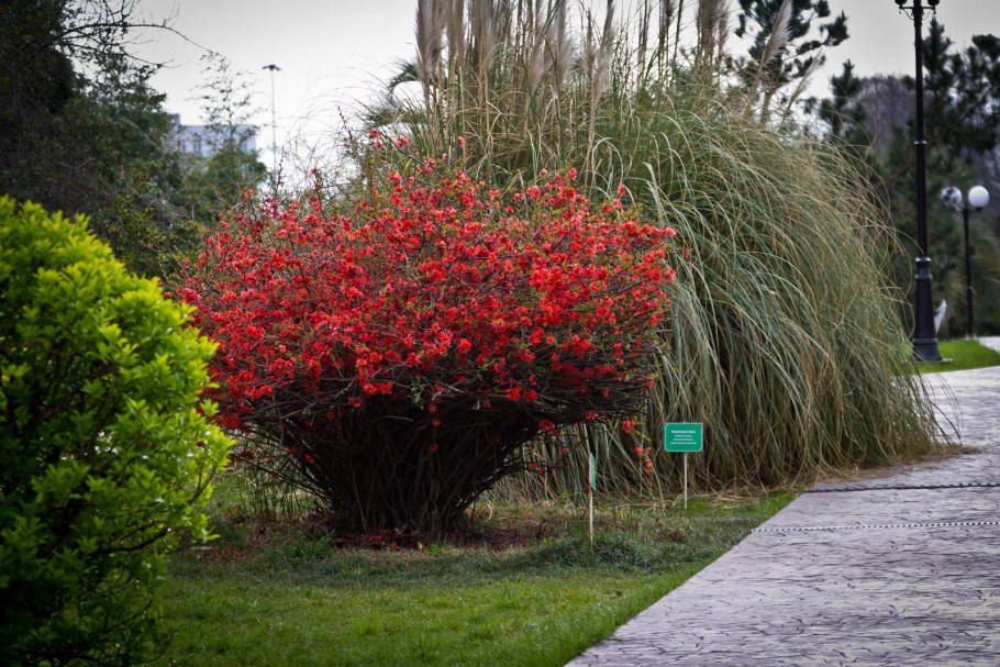 Парк южные культуры сочи