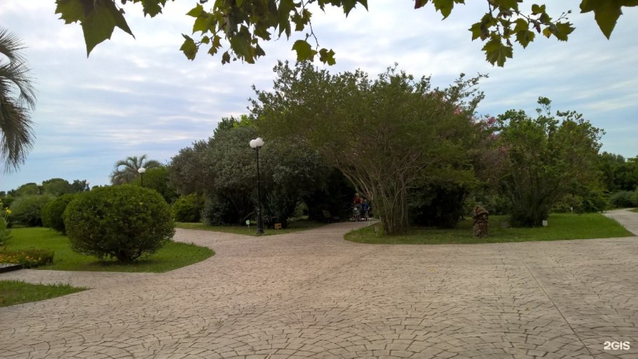 Магнолии в парке Южные культуры в Адлере