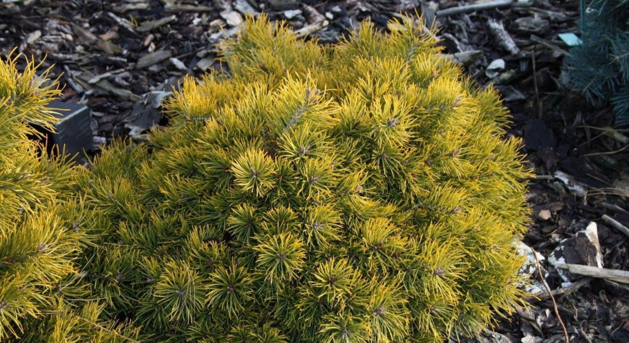 Pinus Sylvestris Skjak II