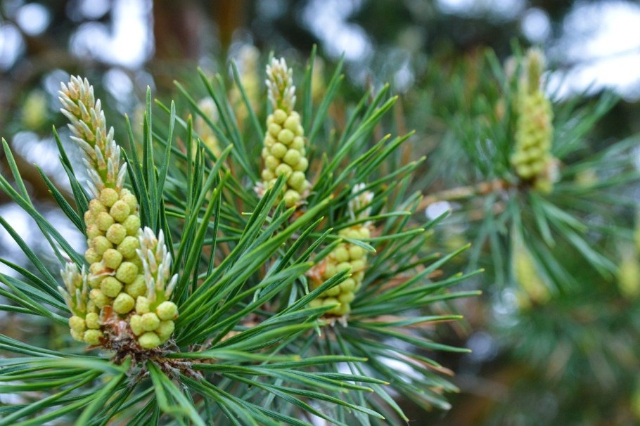 Сосна Pinus Sylvestris Frensham