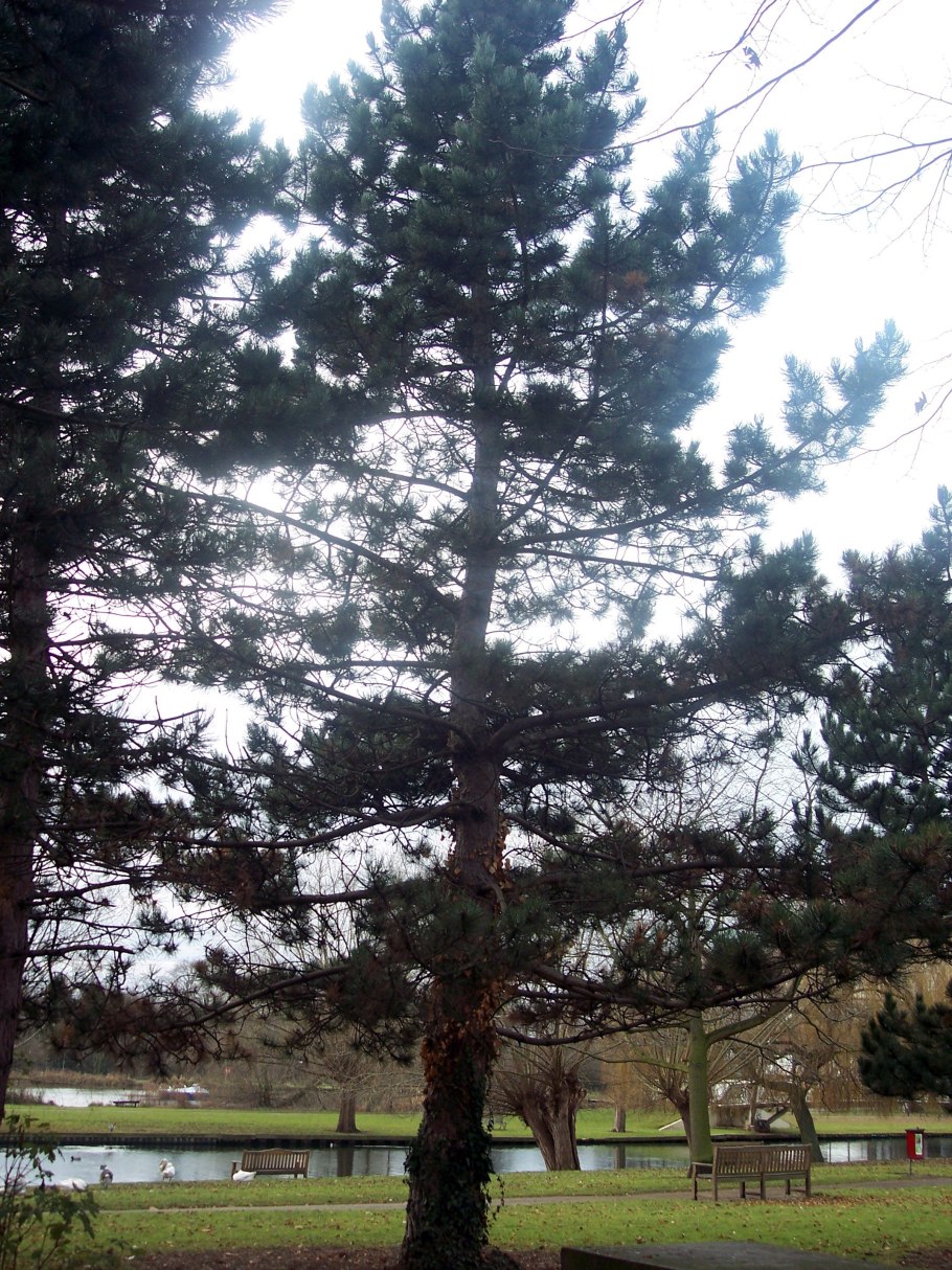 Сосна Pinus Sylvestris