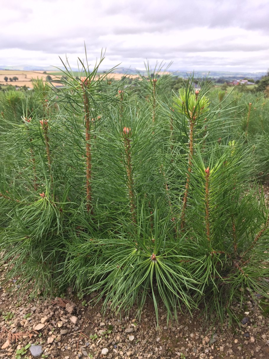 Pinus Sylvestris 'Skjak'