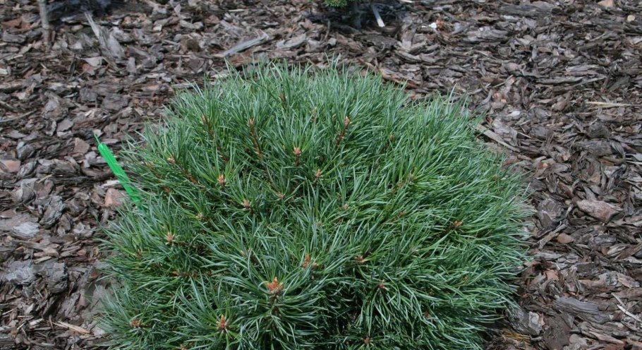 Pinus Sylvestris сосна Лесная