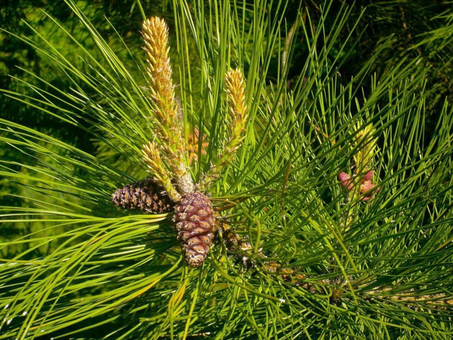 Pinus Sylvestris beuvronensis