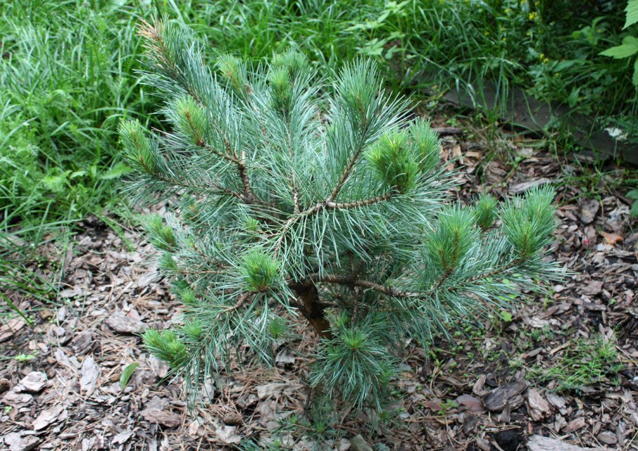 Сосна Pinus Sylvestris