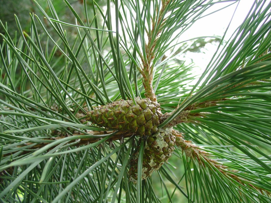Pinus virginiana 'what's Golden'