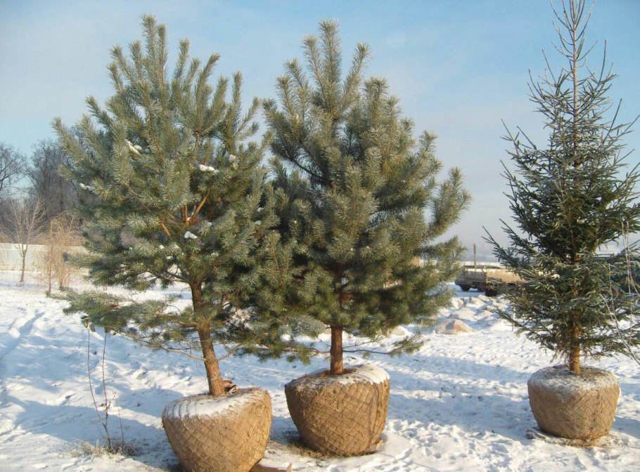 Сосны французски с лентой