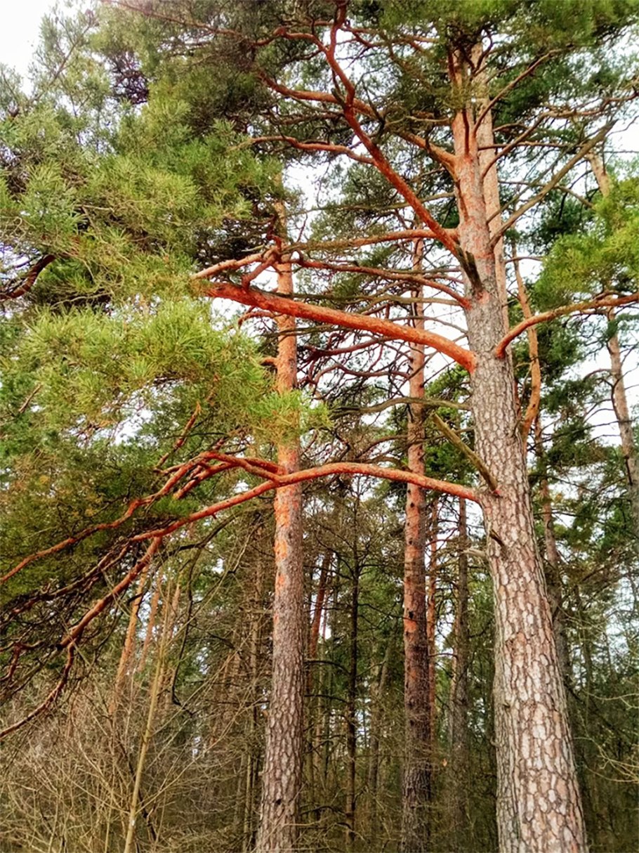 Сосна со скрученными иголками
