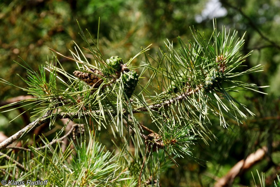 Пыльца Pinus Sylvestris