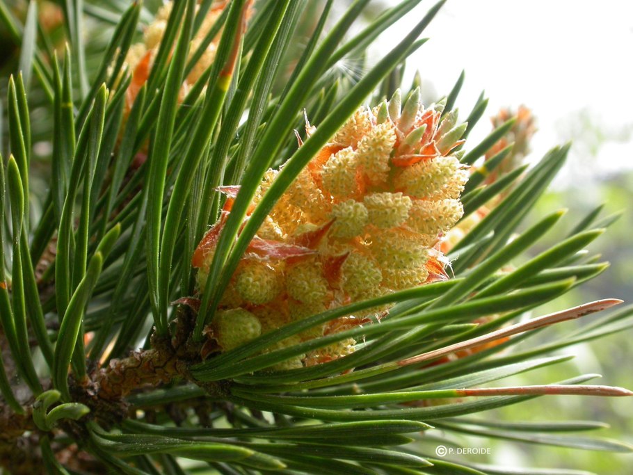 Смоляные ходы в хвоинке сосны (Pinus Sylvestris l.).