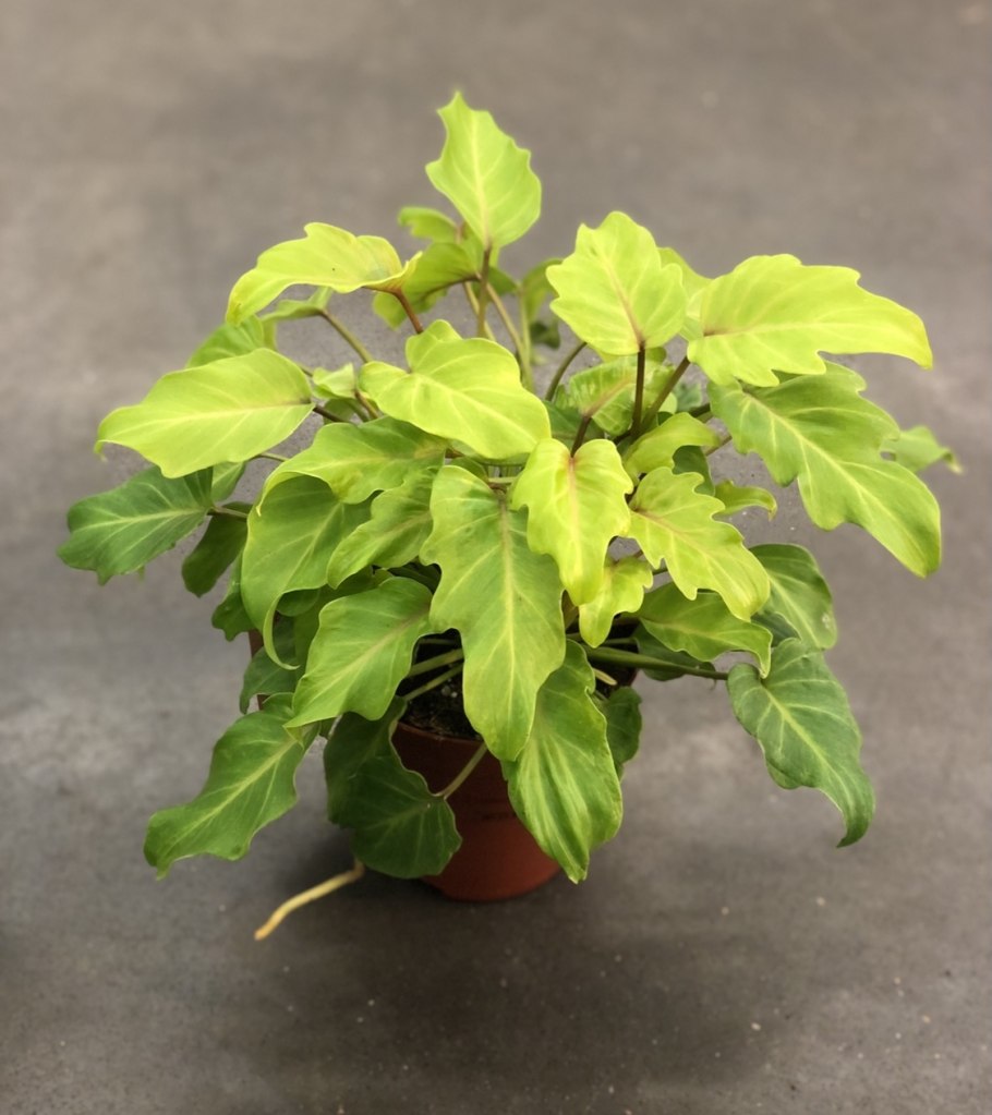 Лазерный нивелир Kress ki100s