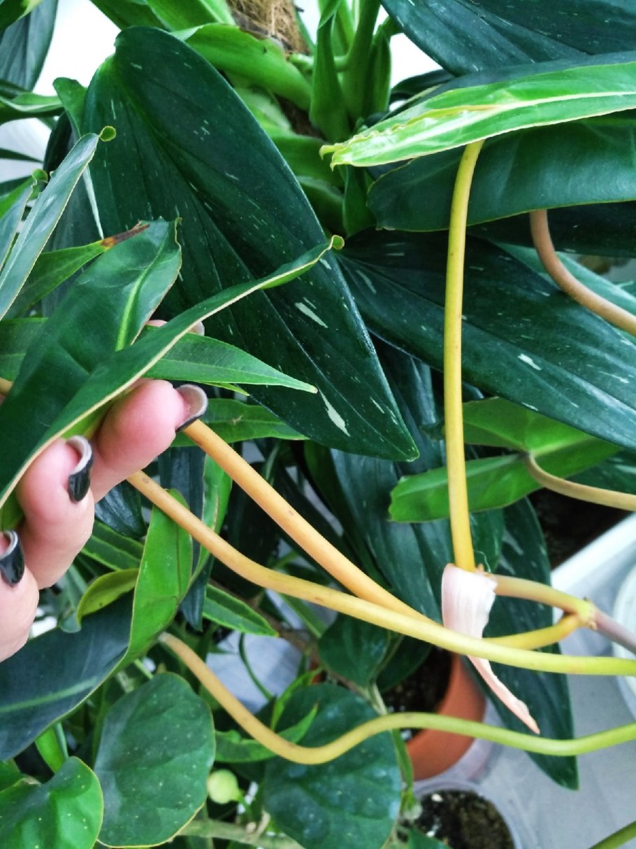 Филодендрон Malay Gold