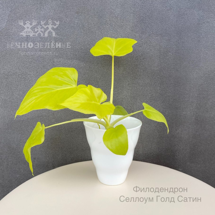 Филодендрон Селло Голд сатин