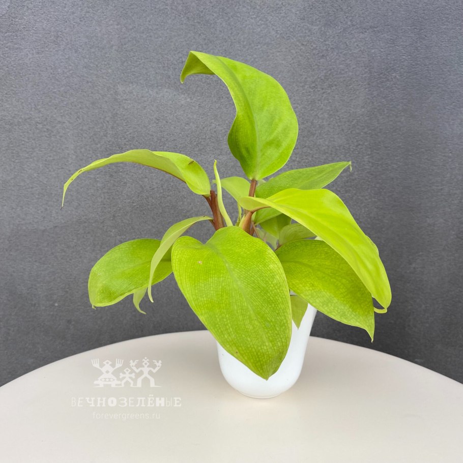 Саманта Сэйнт порнозвезда