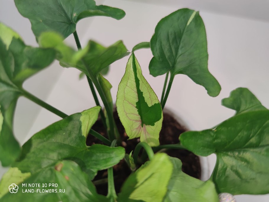 Филодендрон Ксанаду Голд