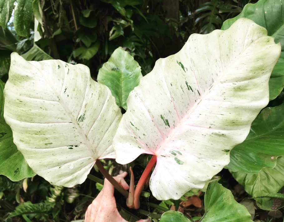 Филодендрон варшевича