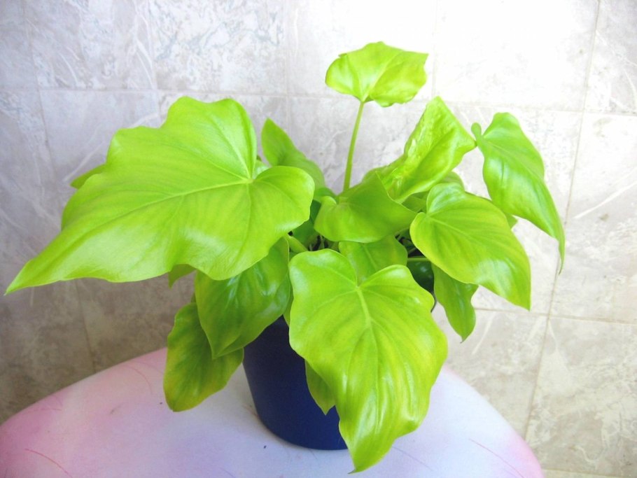 Филодендрон Магнификум вариегатный