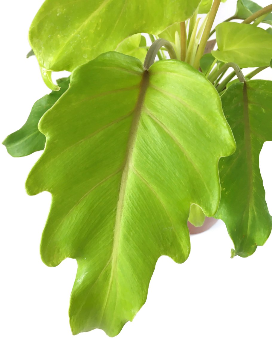 Филодендрон Эйхлера