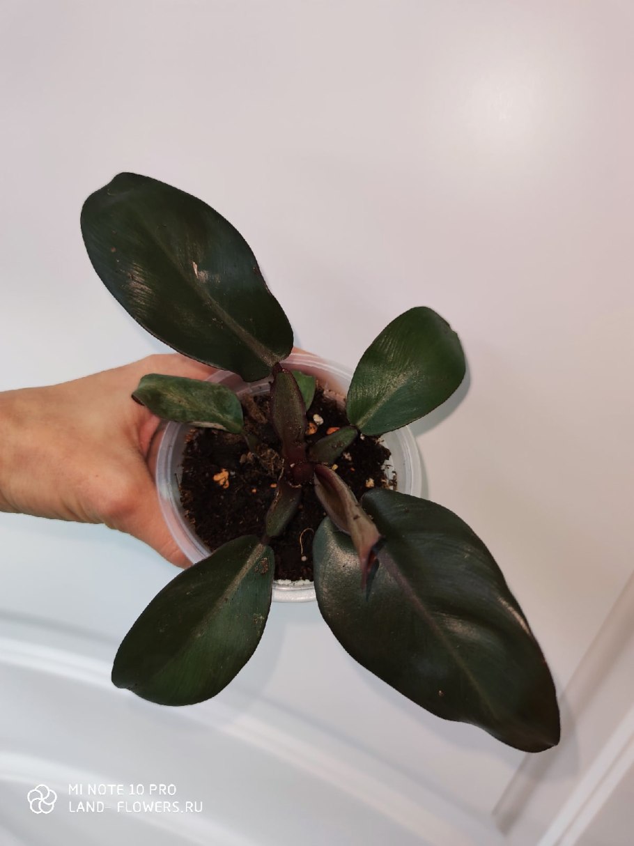 Филодендрон Голден дракон Golden Dragon