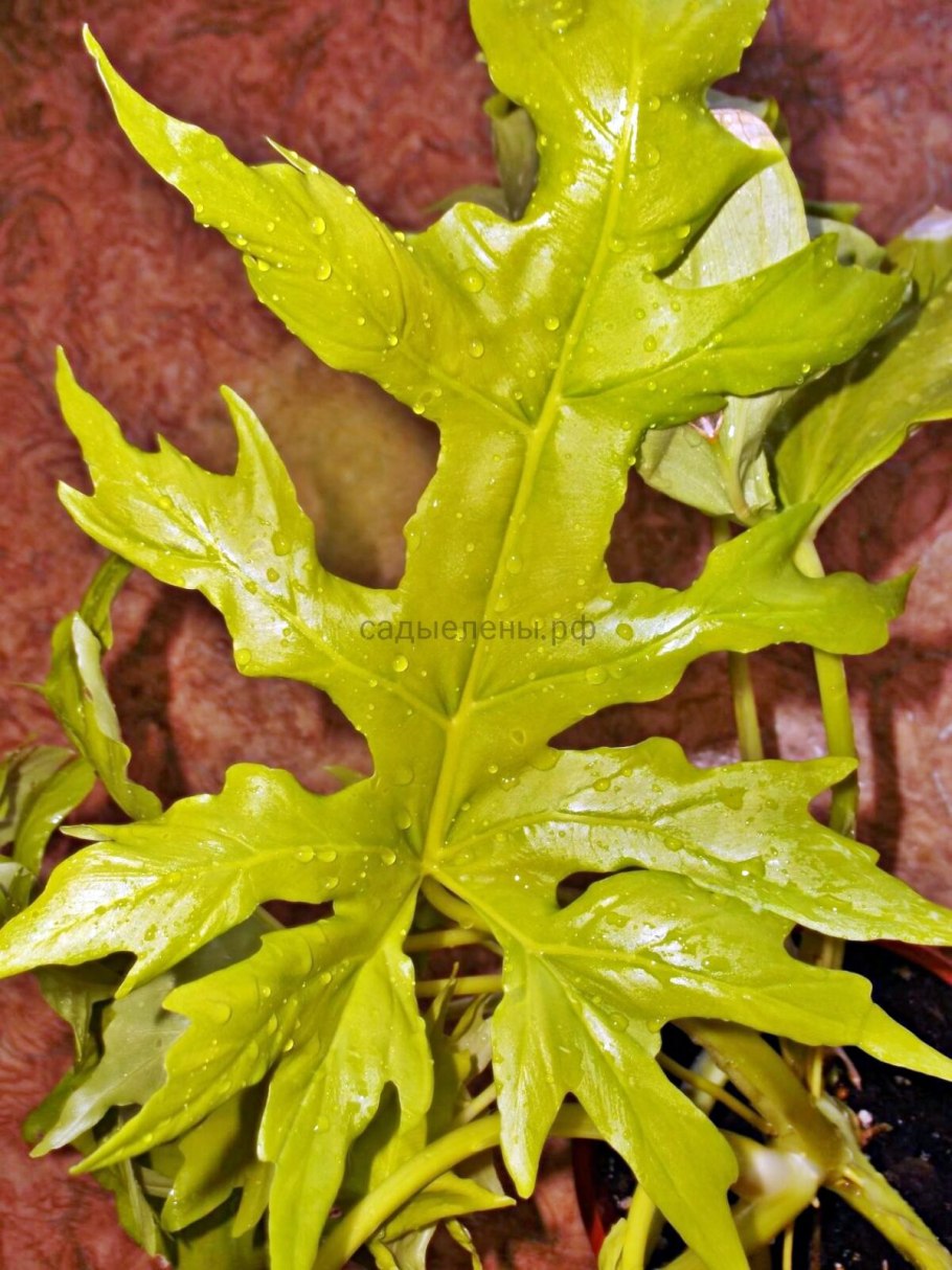 Филодендрон Варшевича