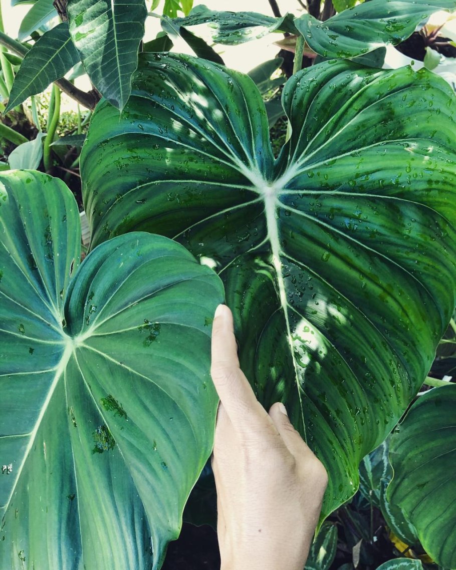 Филодендрон pastazanum