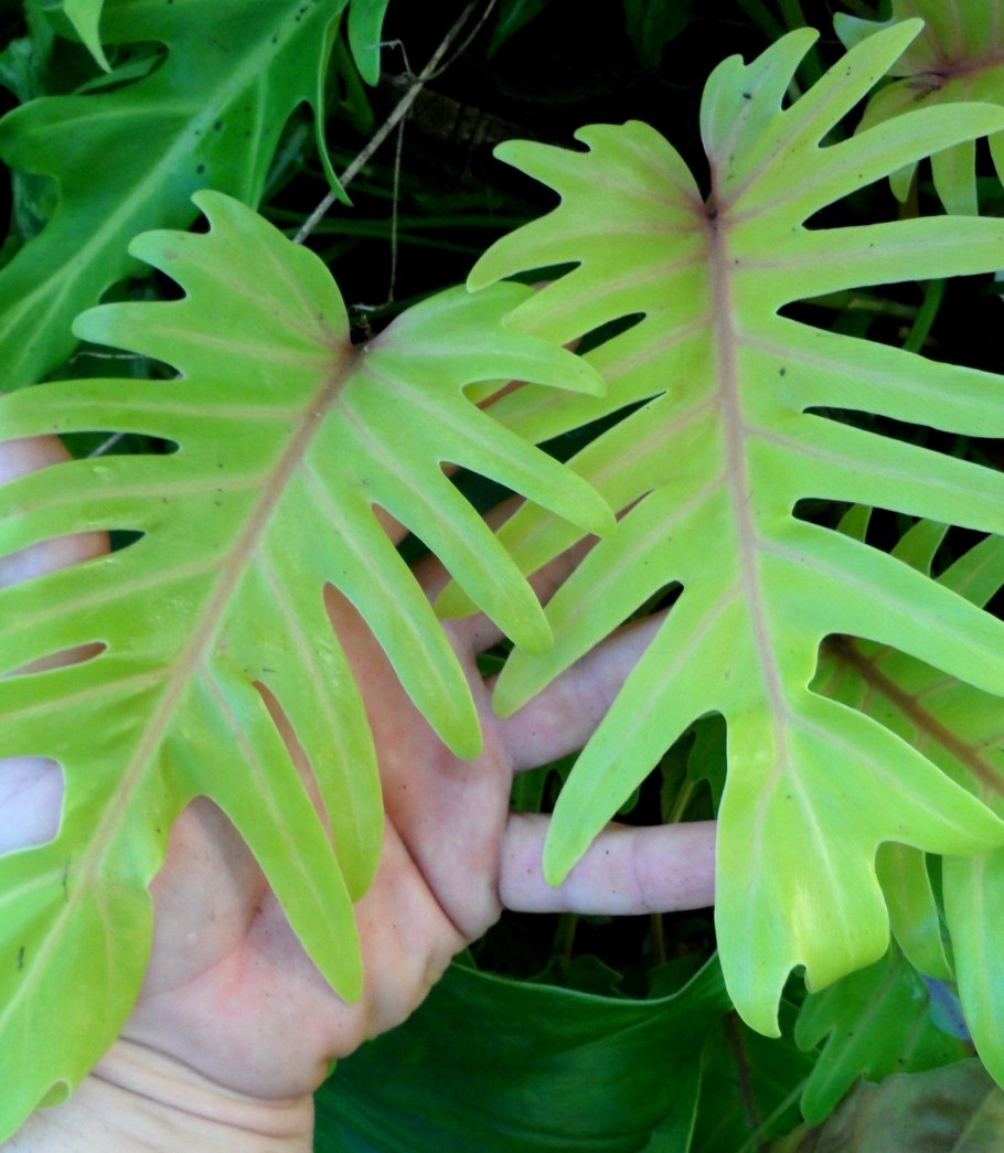 Филодендрон ксанаду