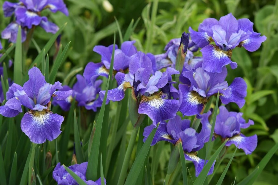 Ирис Сибирский Iris sibirica