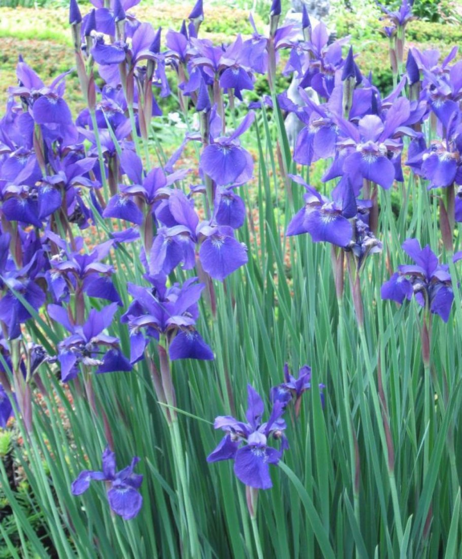 Ирис Сибирский (Iris sibirica &#96;Barcelona&#96;)