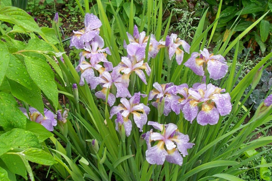 Ирис Сибирский 'Rikugi Sakura'