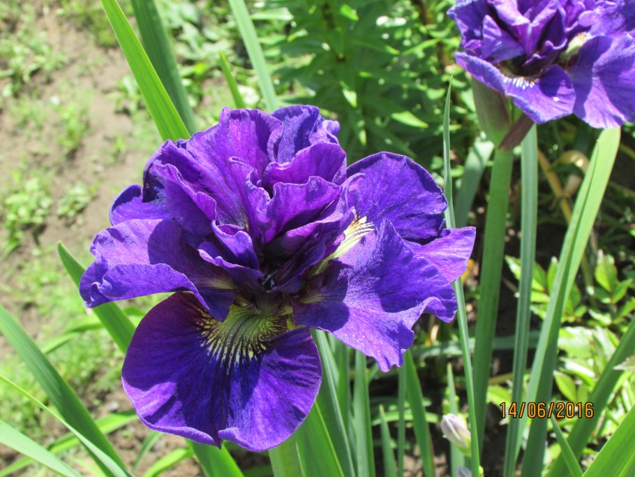 Ирис Сибирский болотный