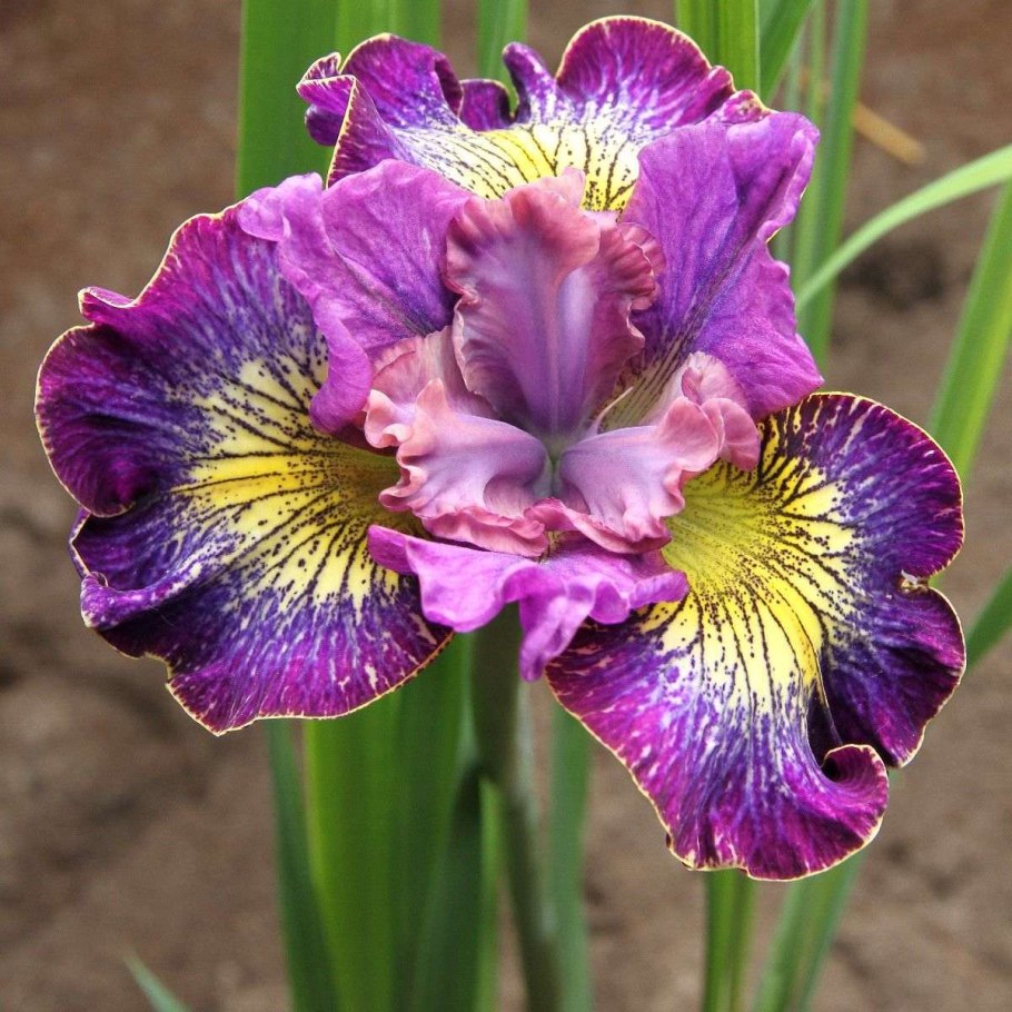 Ирис Сибирский хау Одейшс