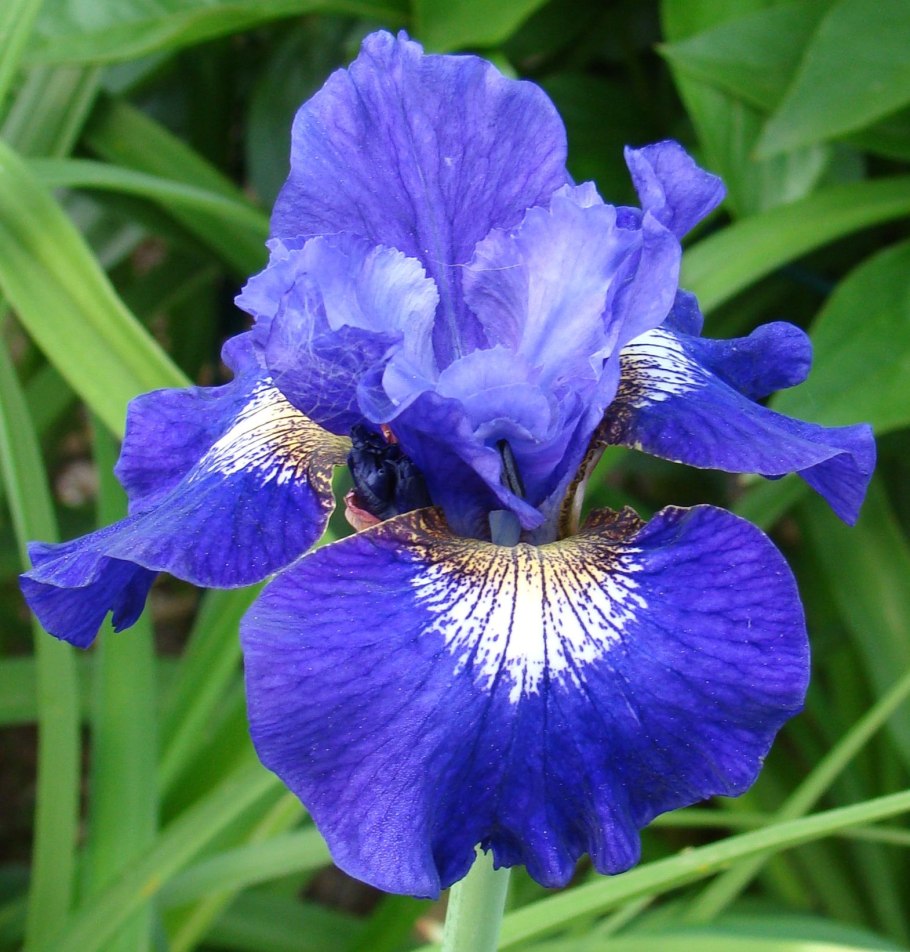 Ирис Сибирский Iris sibirica