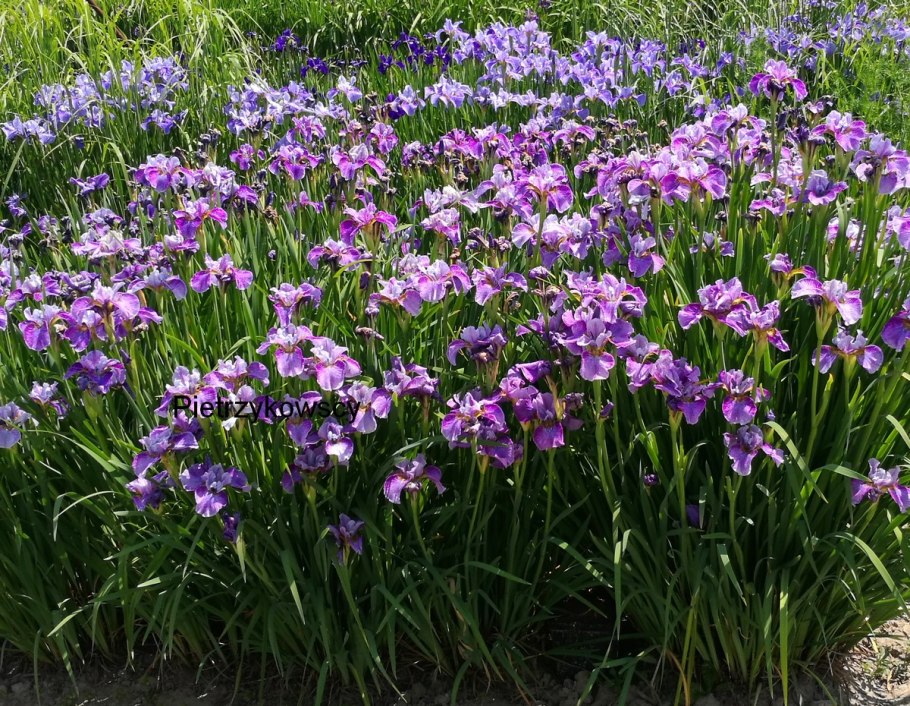 Ирис Сибирский Конкорд краш