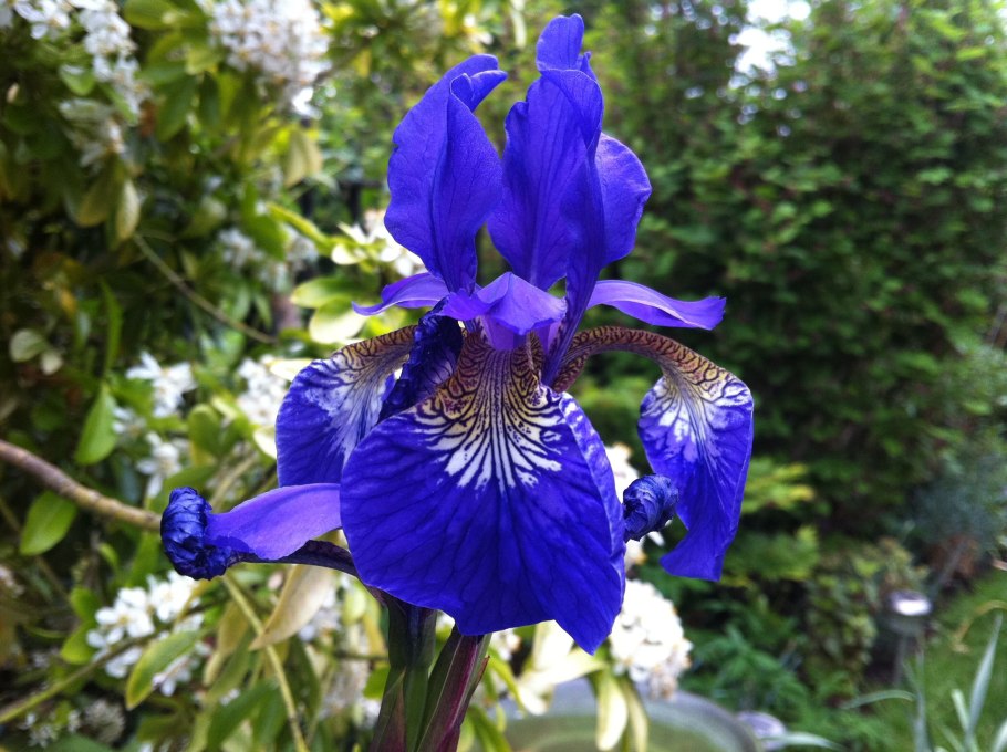 Ирис Сибирский (Iris sibirica &#96;Imperial Opal&#96;)